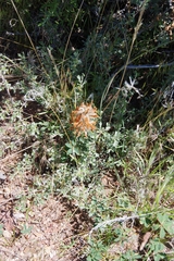 Trifolium macrocephalum