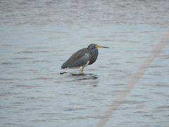 Egretta tricolor image
