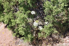 Perideridia bolanderi