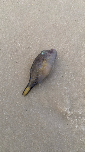 Sharpnose puffer (Canthigaster rostrata) — Tetraodontidae