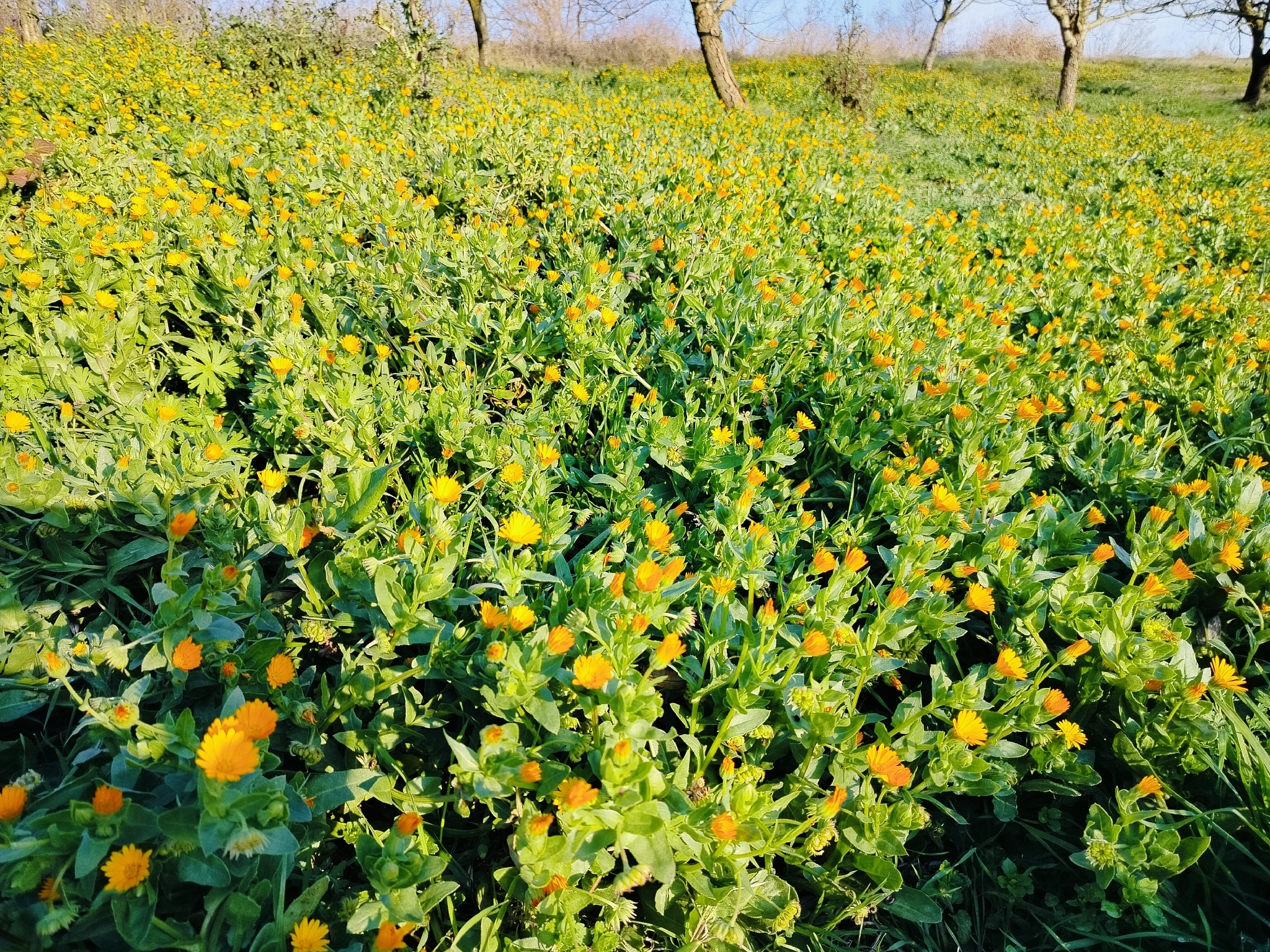 Field marigold