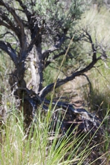 Pseudoroegneria spicata