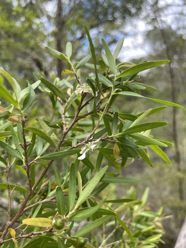 Lemon Scented Tea Tree (Leptospermum petersonii)
