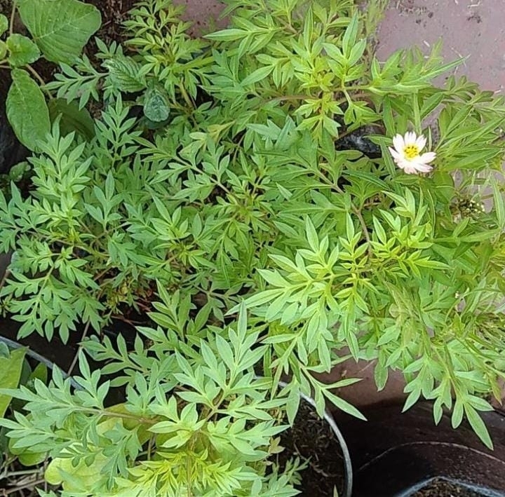 Foxtail (Cosmos caudatus)