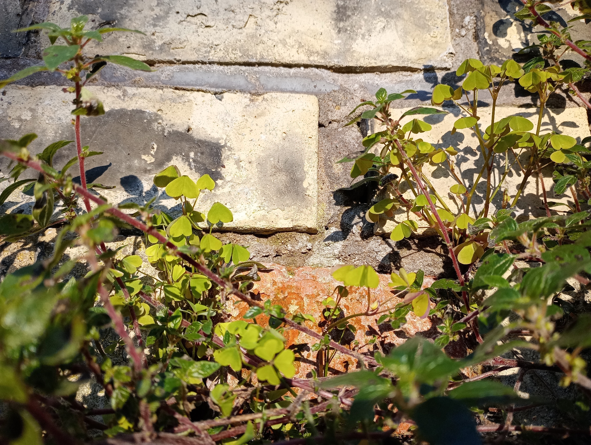 Pink woodsorrel