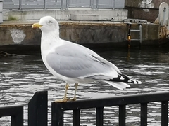 Larus argentatus