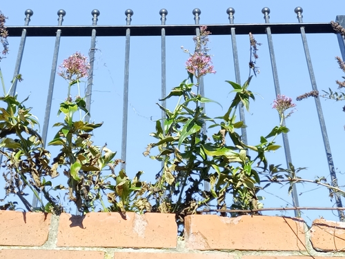Centranthus ruber