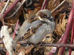 Passer domesticus