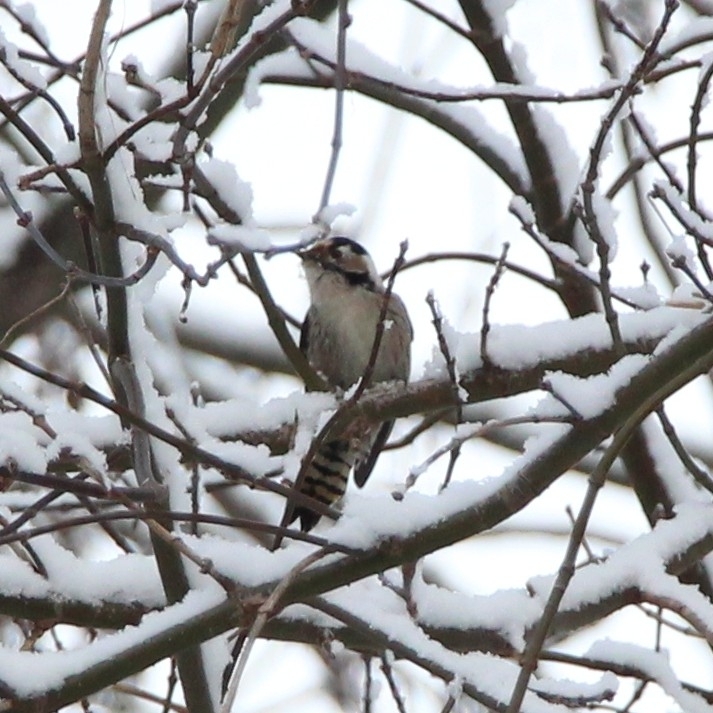Lesser Spotted Woodpecker (Dryobates minor), photo 1