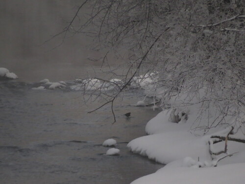 White-throated Dipper (Cinclus cinclus), photo 7
