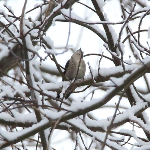 Lesser Spotted Woodpecker (Dryobates minor), photo 2