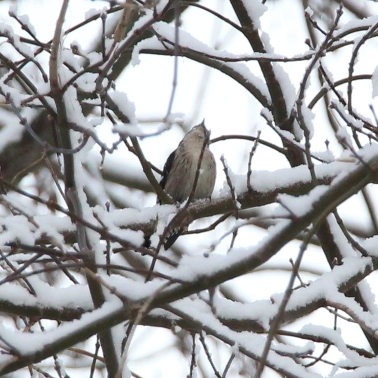 Lesser Spotted Woodpecker (Dryobates minor), photo 2