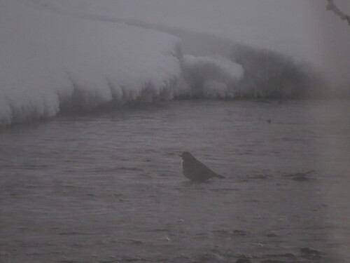 White-throated Dipper (Cinclus cinclus), photo 8