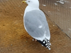 Larus argentatus
