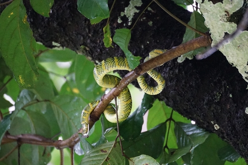 Tropidolaemus wagleri