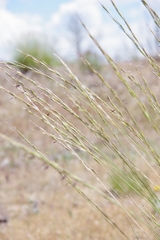 Pseudoroegneria spicata