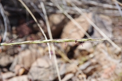 Pseudoroegneria spicata