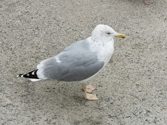 Larus argentatus