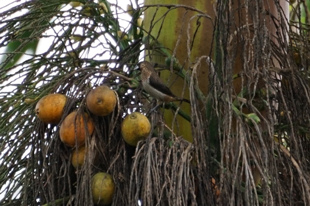 Bondol tunggir-putih (Lonchura striata)