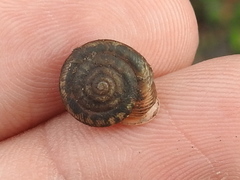 Daedalochila mooreana