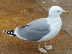 Larus argentatus