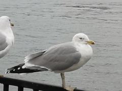 Larus argentatus