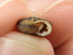 Daedalochila mooreana