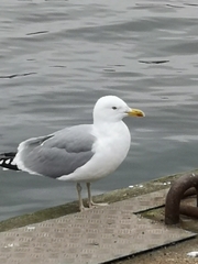 Larus argentatus