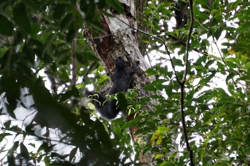 Callosciurus prevostii