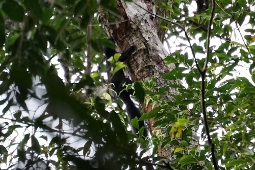 Callosciurus prevostii