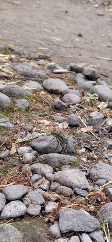 Orthetrum sabina