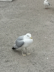 Larus argentatus