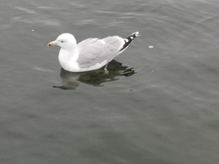 Larus argentatus