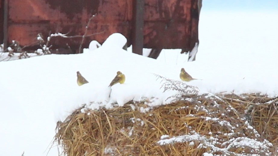 Yellowhammer (Emberiza citrinella), photo 3
