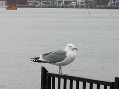 Larus argentatus