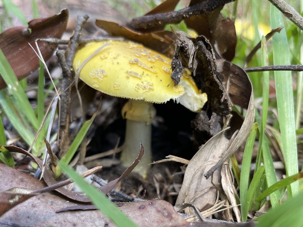 Amanita flavella · January 2026 · photo: © samb0 (iNaturalist, cc-by)
