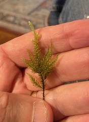 Thamnobryum alleghaniense