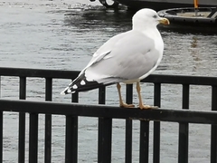 Larus argentatus