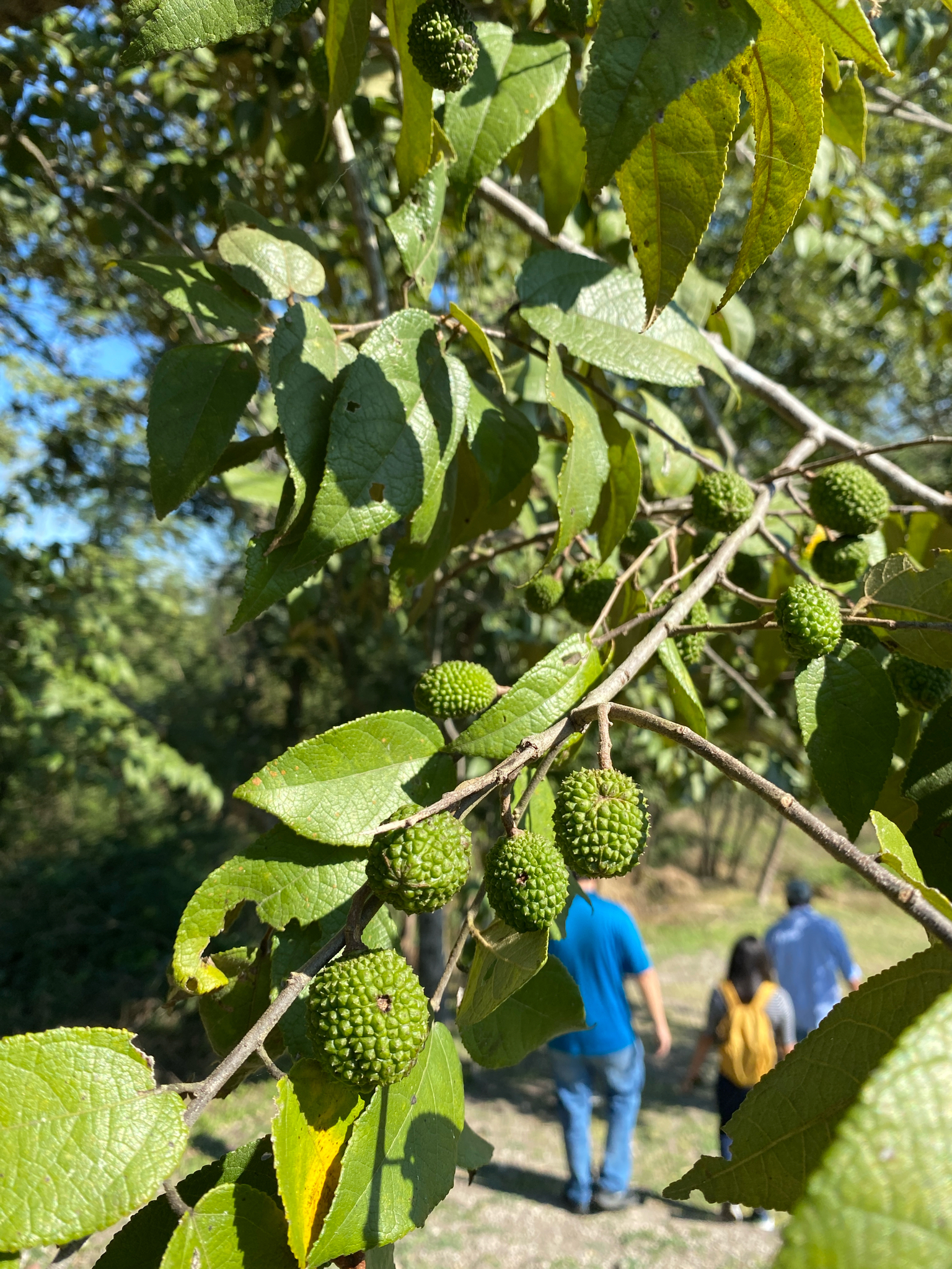 Foto de Guazuma ulmifolia Lam.