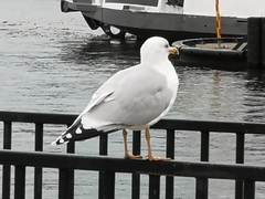 Larus argentatus