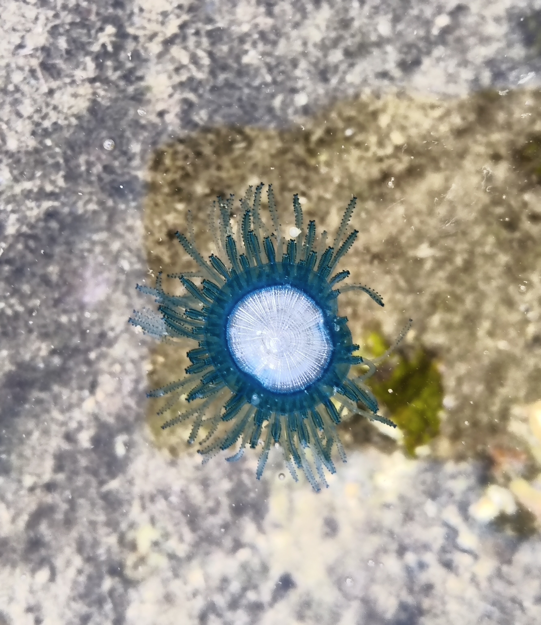 Porpita porpita (Linnaeus, 1758)