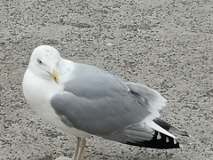 Larus argentatus