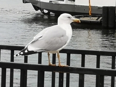 Larus argentatus