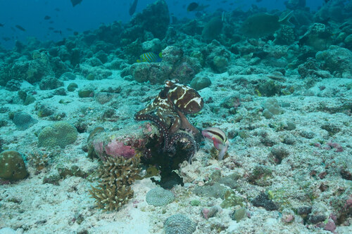 Octopus cyanea