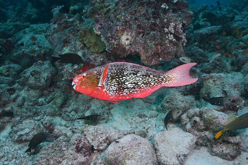 Scarus rubroviolaceus
