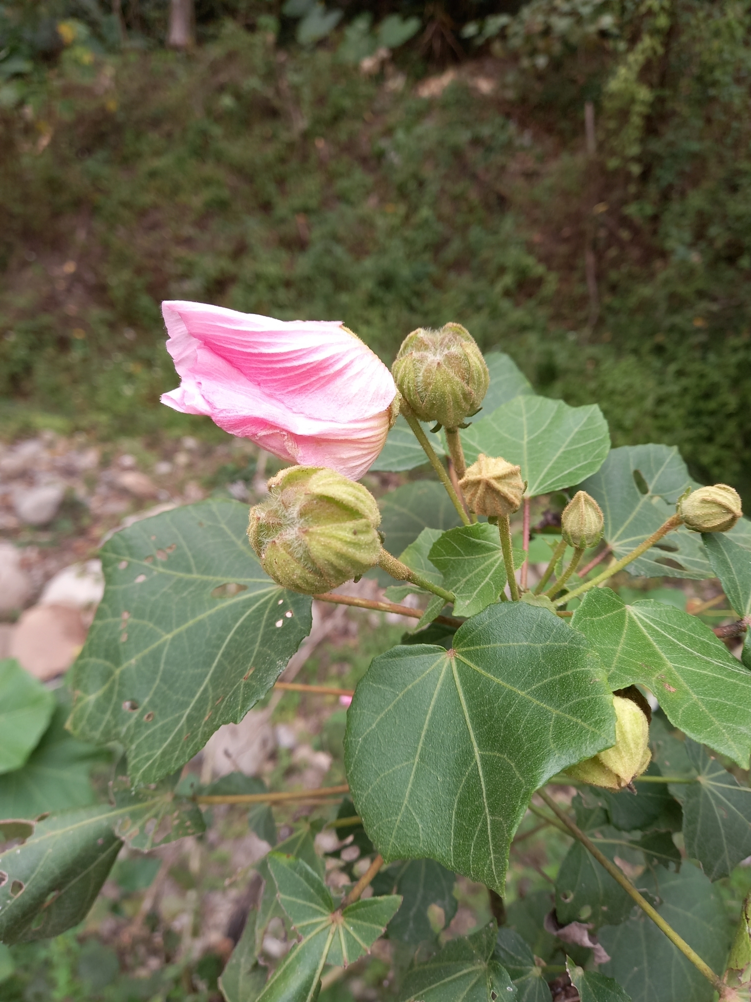 Hibiscus