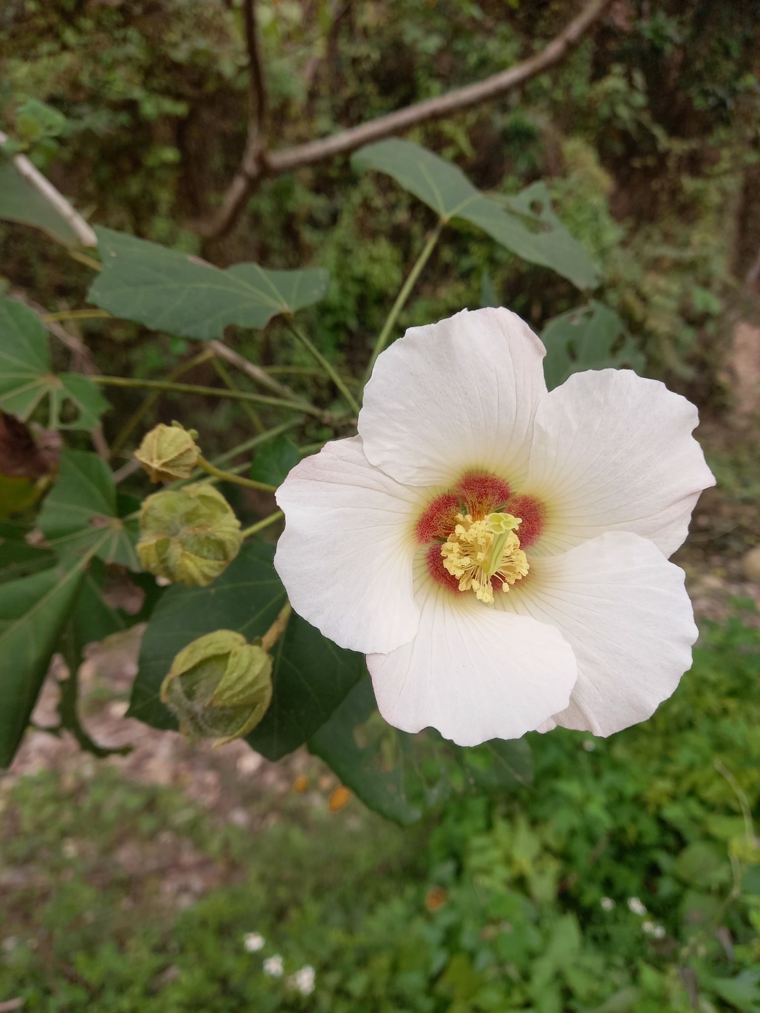 Hibiscus × rosa-sinensis 'Hawaiian Sunset' 2