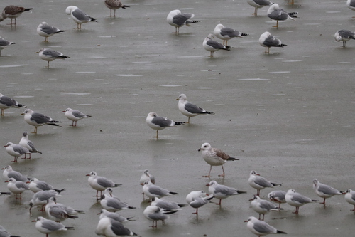 Common Gull (Larus canus), photo 6