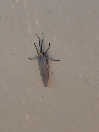 Edwards' Wasp Moth photo 4