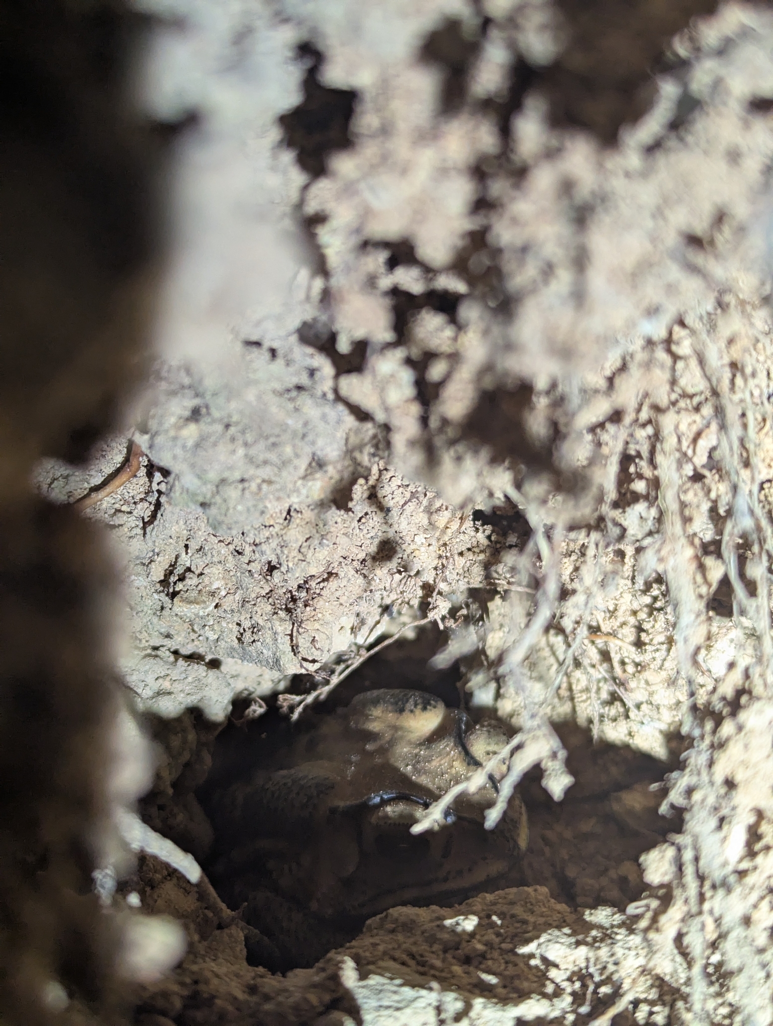 Duttaphrynus melanostictus (Schneider, 1799)
